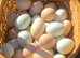 Buff Orpington Fertile Hatching Eggs