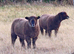 Lovely Trio of Pedigree Coloured Ryland Ewes for sale.