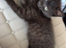 stunning black kitten