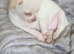 Chihuahua puppies ready now Alford Lincolnshire