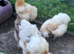 Silkie hens