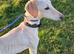 Saluki x lurcher