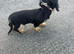 Mini black and cream dachshund