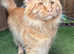 Red Mackerel Maine Coon Available for Stud