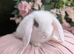Mini lops