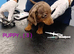 PRA, HEALTH CHECKED, ADORABLE MINIATURE DASHSHOUNDS