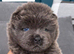 Chow chow puppies