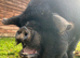 Kune Kune sow