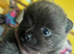 Pomeranian puppies,