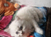British short haired cross kittens for sale