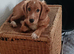 Selling puppies