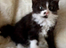 Meet the Shelby Kittens