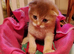 Scottish fold two boys and one girl