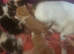 5 beautiful kittens