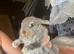 Lionhead babies 8 weeks old
