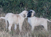 Kangal pup’s