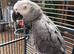 African grey parrot