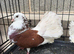 Fantails for sale