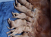 Ruby Cavalier King Charles Spanniel puppies