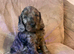 Last 2 beautiful f1 cockapoo puppies