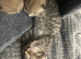 3 beautiful tabby kittens