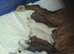 Selling our 10 lovely puppies