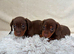 3 Dachshund Boys available