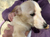Robbie & Benny &ndash;If Labradors had a &ldquo;pocket edition&rdquo;&hellip; these would be it
