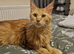 Red female Maine coon