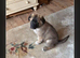 Puppy sale