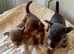 Female Jack Russell's
