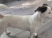 Beautiful jackrussel forsale
