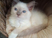 GCCF Lilac Ragdoll boy kittens