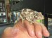 Female Yellow Crested Jackson Chameleons