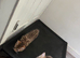 Pixie bob mixed kittens now ready to leave