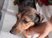 Jack x dachshund