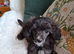 Toy poodle x Papillon, vet checked and 1st vacination