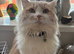 Beautiful cream ragdoll male
