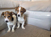 Jack Russell pups