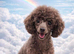 Toy poodle 12 weeks old