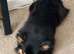 LOVING HOME WANTED FOR A SPECIAL LONG-HAIRED CHIHUAHUA