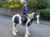 Pibald gypsy cob