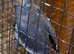 Just fledged will be ready in a few weeks