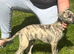 Bedlington whippet puppies