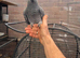 Congo African grey, baby for sale