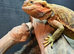 Female bearded dragon