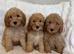 F2b Cockapoo Puppies READY NOW !! Merle Carriers
