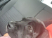 Cane corso puppyŵq