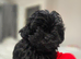 Russkaya Tsvetnaya Bolonka – the breed of the 21st century