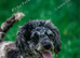 Female miniature poodle